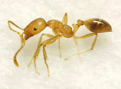 西安消杀公司说说家庭烦人害虫之一-小黄家蚁