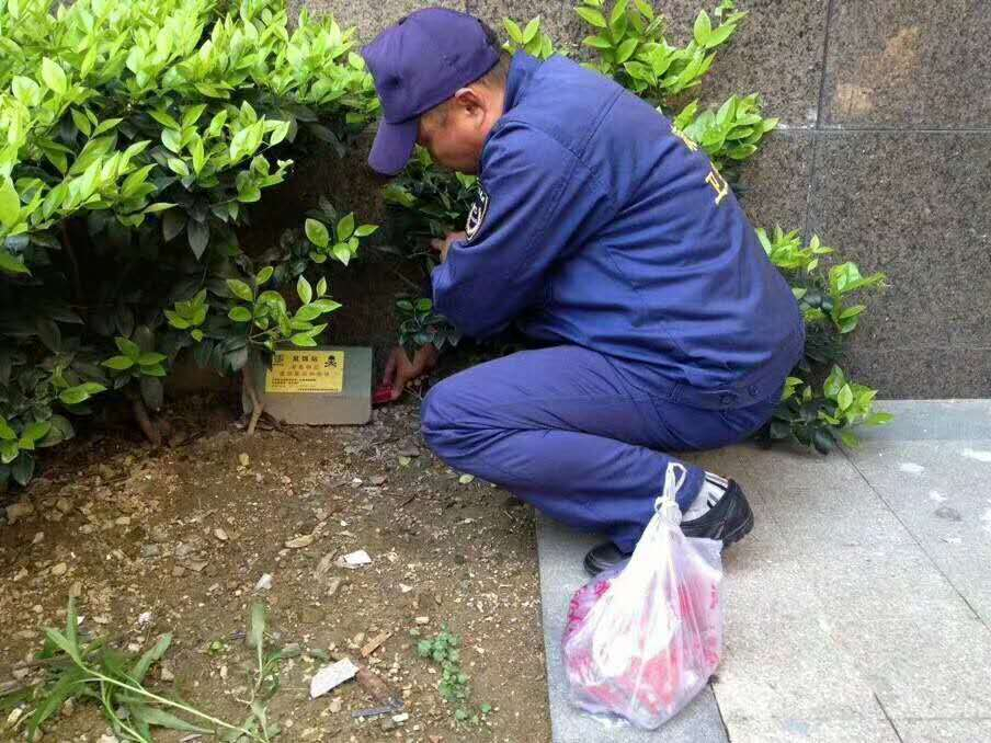 西安连锁餐厅的蟑螂久灭不净,甚是头疼,西安灭蟑螂公司告诉你如何解决