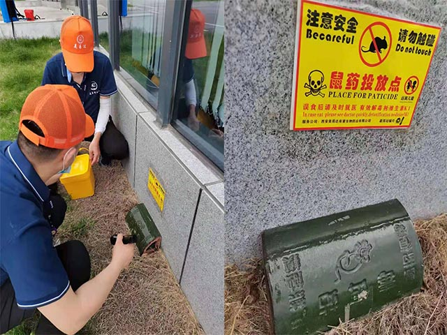 在西安夏天家里进了老鼠了该怎么办呢