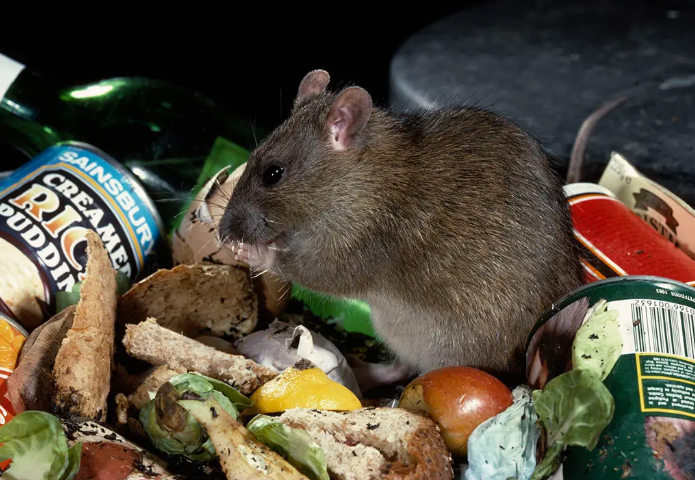 老鼠一夜破产，老鼠长期的积攒付诸东流