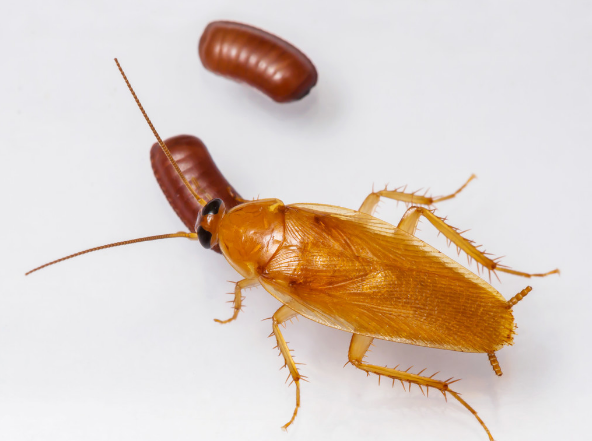 西安灭蟑螂公司带您了解蟑螂的进化过程