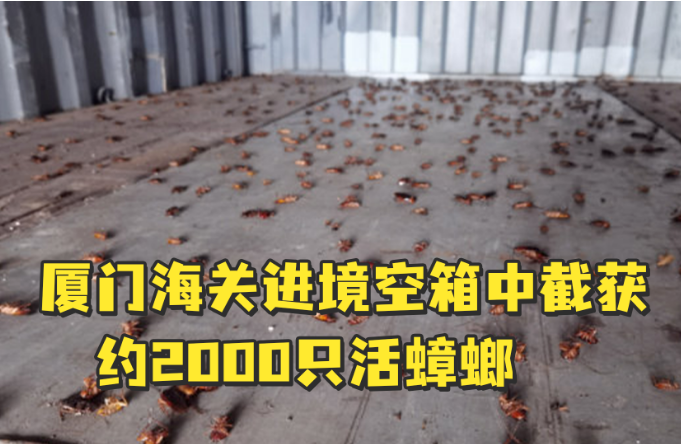 西安灭蟑螂公司诉说不一样的蟑螂，给你不一样的重创