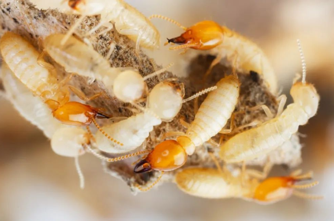 西安灭白蚁公司