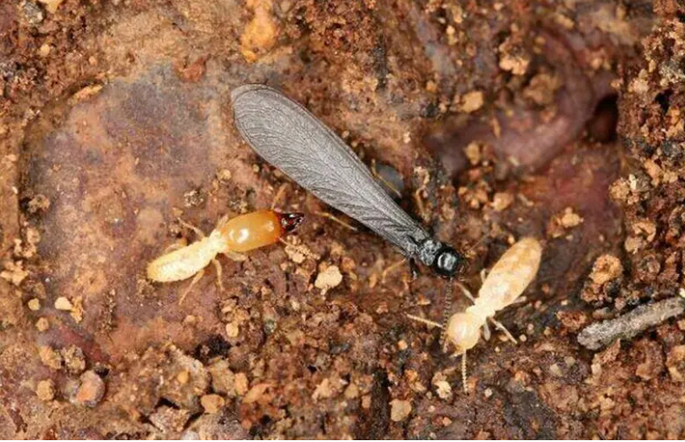 西安除白蚁公司