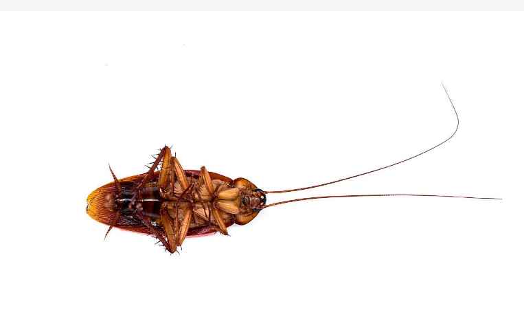 西安除蟑螂公司告诉您为什么洗发水可以灭蟑螂